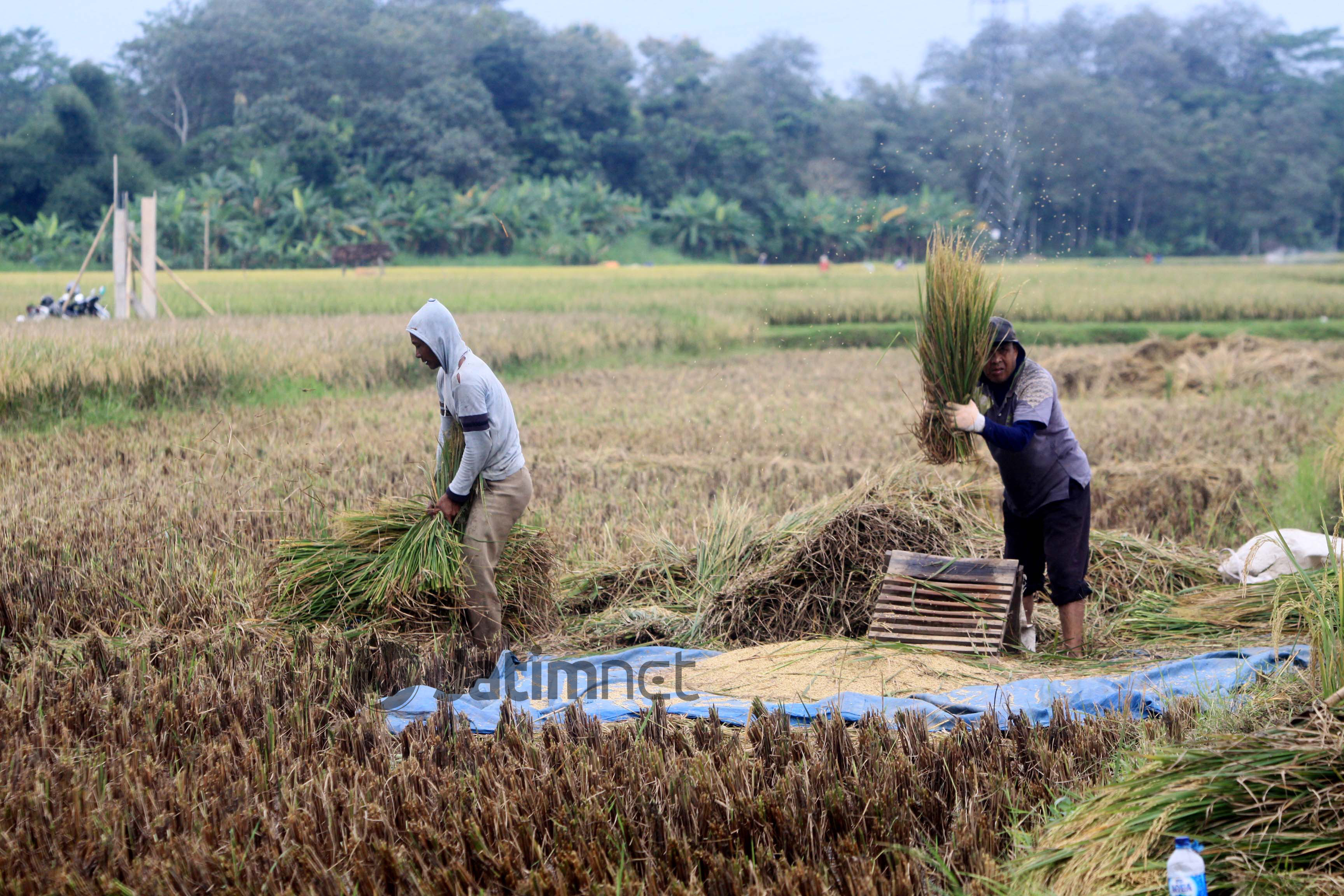 305 Hektare Lahan di Ponorogo Puso, Petani Terima Bantuan