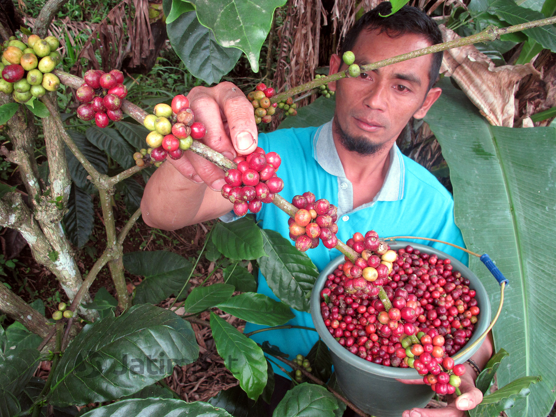 Penurunan Produksi Kopi Berimbas Volume Ekspor