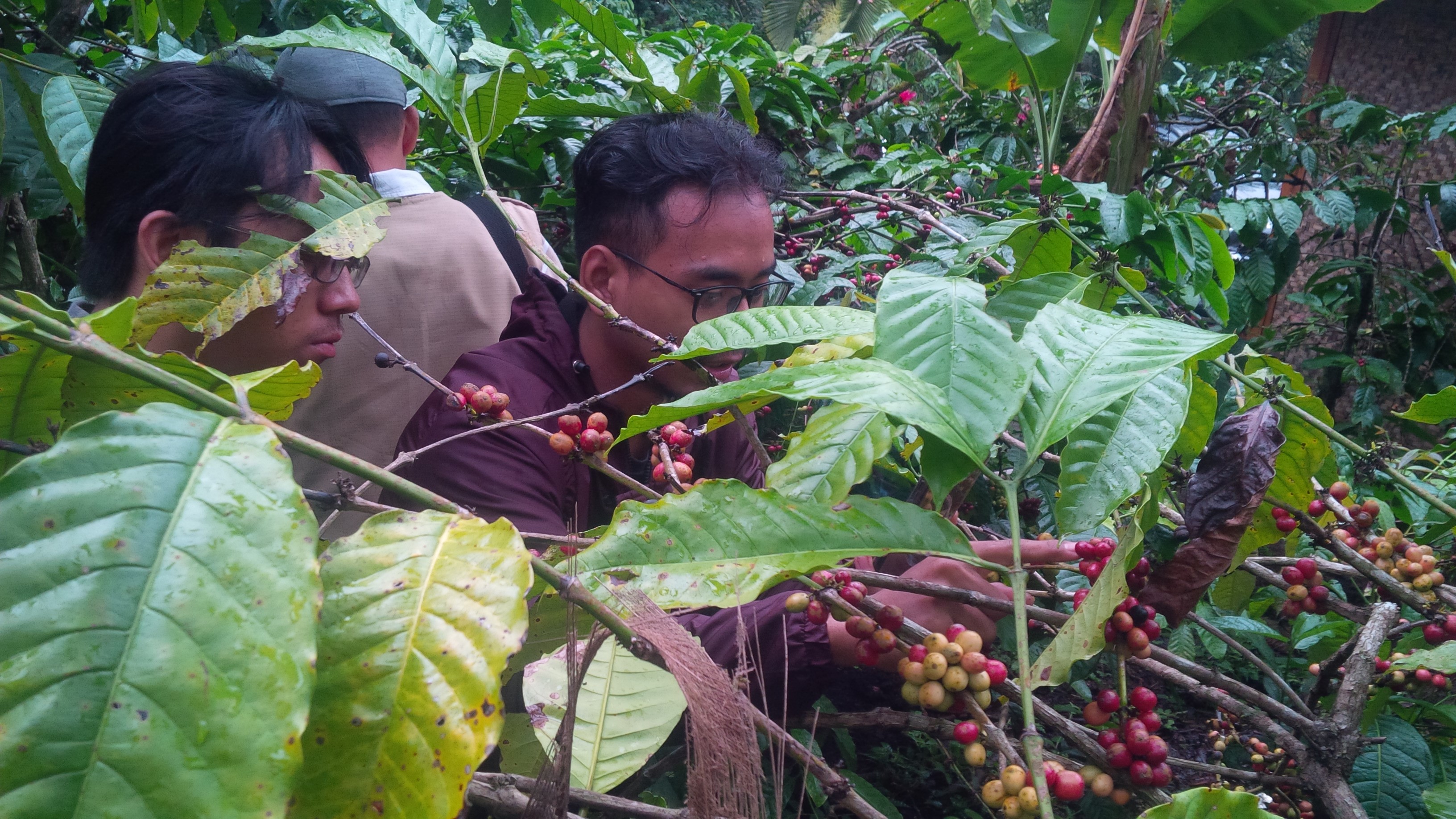 Ekspor Kopi di Aceh Melesat Tajam