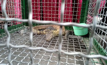 KLHK Berharap Bisa Bongkar Mafia Perdagangan Komodo klhk-berharap-bisa-bongkar-mafia-perdagangan-komodo