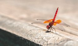 Proyek Mesin Pencari Google untuk Cina "Dragonfly" Dihentikan proyek-mesin-pencari-google-untuk-cina-dragonfly-dihentikan