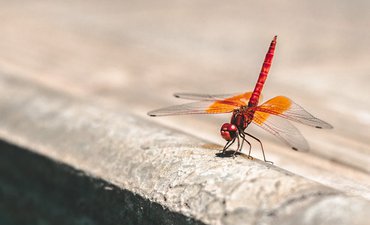 Proyek Mesin Pencari Google untuk Cina "Dragonfly" Dihentikan proyek-mesin-pencari-google-untuk-cina-dragonfly-dihentikan