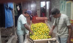 Turunnya Daya Beli Kota Besar, Harga Buah Banyuwangi Anjlok  turunnya-daya-beli-kota-besar-harga-buah-banyuwangi-anjlok