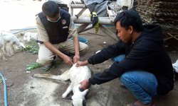 Sejumlah Kambing di Probolinggo Ditemukan Tewas Misterius sejumlah-kambing-di-probolinggo-ditemukan-tewas-misterius