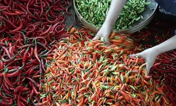 Harga Cabai di Ponorogo Melonjak 100 Persen harga-cabai-di-ponorogo-melonjak-100-persen