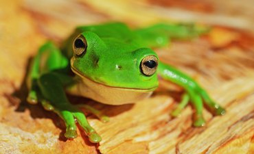 Bakteri di Kulit Katak Mampu Melindunginya dari Penyakit bakteri-di-kulit-katak-mampu-melindunginya-dari-penyakit
