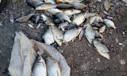 Banyak Ikan Mati, Air di Kali Surabaya Kekurangan Oksigen banyak-ikan-mati-air-di-kali-surabaya-kekurangan-oksigen