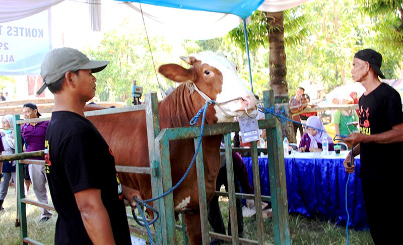 Proses penimbangan sapi di acara kontes sapi di di alun-alun Besuki, Kabupaten Situbondo