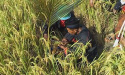 "Metik" Padi dan Wujud Syukur Petani Ponorogo metik-padi-dan-wujud-syukur-petani-ponorogo