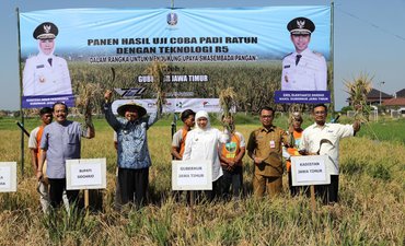 Pemprov Kenalkan Ratoon R5, Metode Panen Padi Lima Kali Setahun pemprov-kenalkan-ratoon-r5-metode-panen-padi-lima-kali-setahun