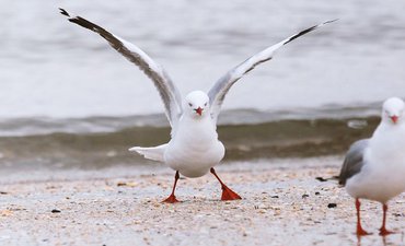Penelitian, Burung Camar Australia Bawa Bakteri Super penelitian-burung-camar-australia-bawa-bakteri-super