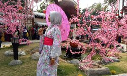 Melihat Bunga Sakura yang Mekar di Blitar melihat-bunga-sakura-yang-mekar-di-blitar