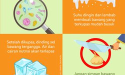 Rusak Kualitas Bawang Kupas di Kulkas rusak-kualitas-bawang-kupas-di-kulkas