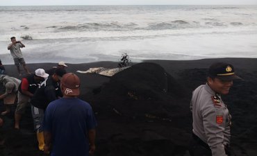 Paus Mati Terdampar di Lumajang, Diduga Kelompok Paus Balin paus-mati-terdampar-di-lumajang-diduga-kelompok-paus-balin