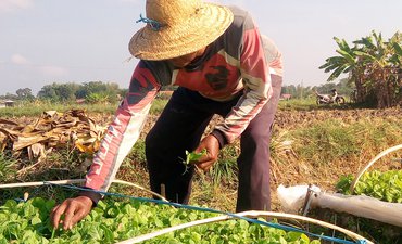 Pemkab Pamekasan Imbau Petani Tidak Tanam Tembakau di Sawah pemkab-pamekasan-imbau-petani-tidak-tanam-tembakau-di-sawah