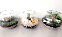 Terrarium, Miniatur Ekosistem sebagai Media Pembelajaran terrarium-miniatur-ekosistem-sebagai-media-pembelajaran