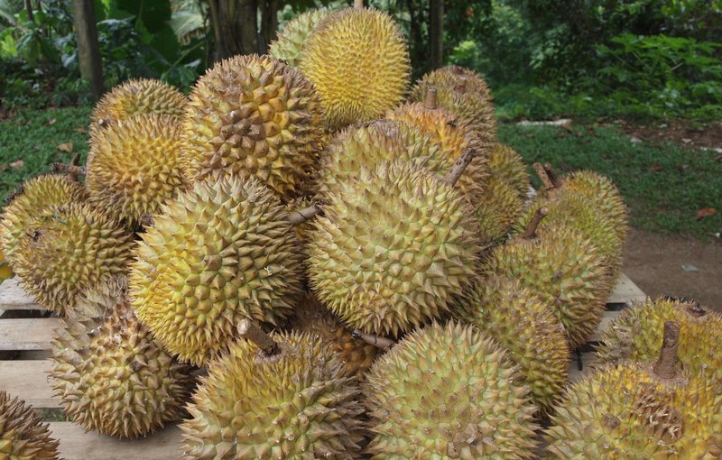 Durian. Ilustrasi. Poto: Wikimedia.
