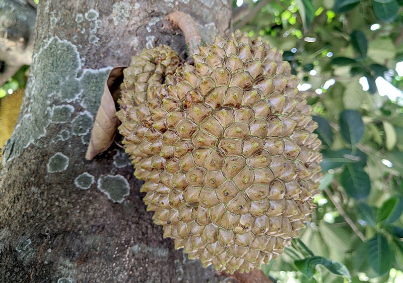 BUAH NANGKA JATIMNET.COM