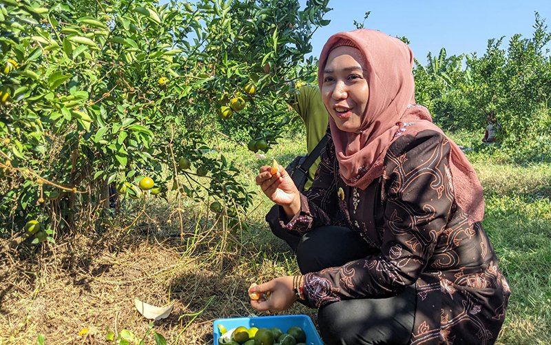 Wali Kota Mojokerto Ika Puspitasari saat mencoba buah jeruk yang baru saja dipetik-nya di agrowisata