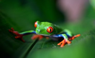 Katak Costa Rica Tiba di Inggris Menumpang Kotak Pisang katak-costa-rica-tiba-di-inggris-menumpang-kotak-pisang