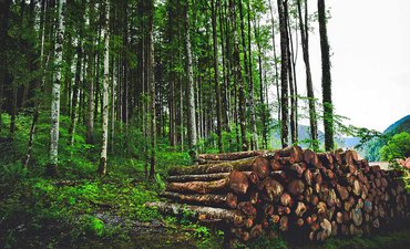 KLHK Gagalkan Penyelundupan 38 Kontainer Kayu Ilegal klhk-gagalkan-penyelundupan-38-kontainer-kayu-ilegal