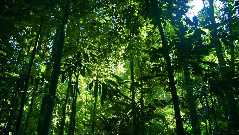 Pohon Tropis Tertinggi di Dunia Ini Bernama Menara pohon-tropis-tertinggi-di-dunia-ini-bernama-menara