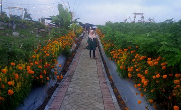Hamparan Bunga Sambut Banyuwangi Agro Expo 2019 hamparan-bunga-sambut-banyuwangi-agro-expo-2019