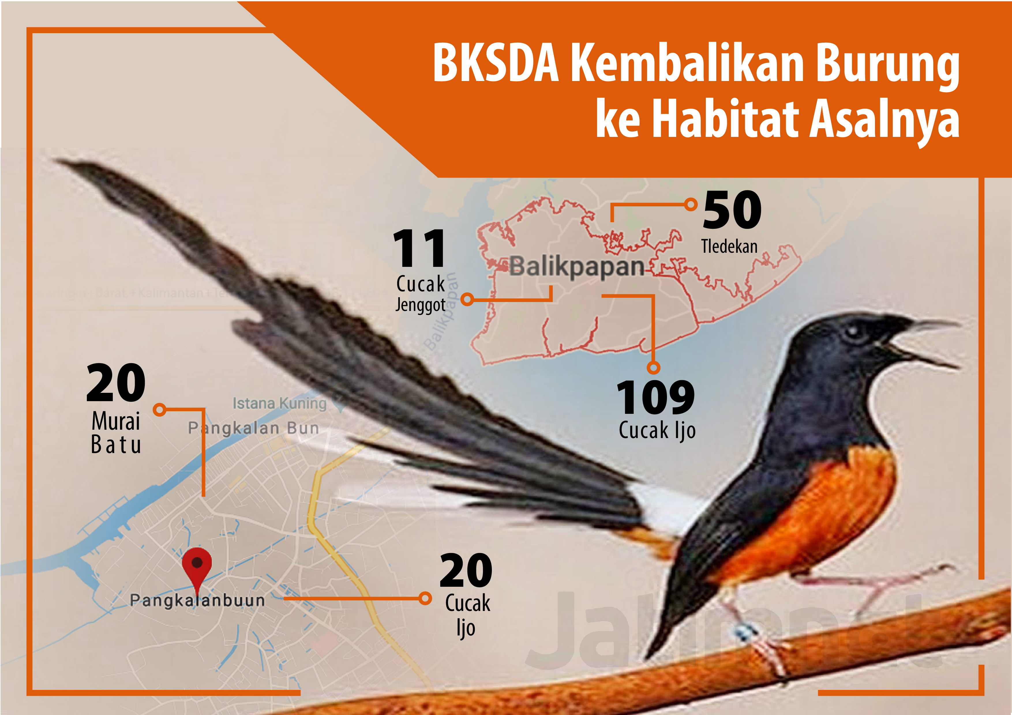 Bksda Jatim Kembalikan Burung Endemik Ke Kalimantan