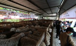 ACT Kelola Ribuan Hewan Kurban Terbaik Sejak Bibit act-kelola-ribuan-hewan-kurban-terbaik-sejak-bibit