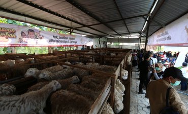 ACT Kelola Ribuan Hewan Kurban Terbaik Sejak Bibit act-kelola-ribuan-hewan-kurban-terbaik-sejak-bibit