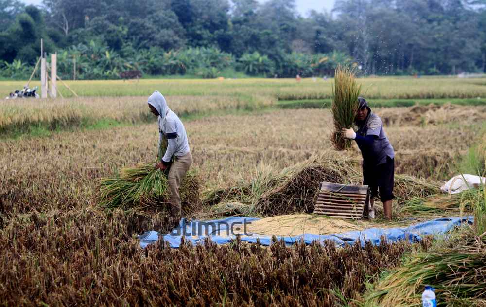 Ini Daftar Kebijakan Pemerintah Yang Memihak Petani Dan Peternak