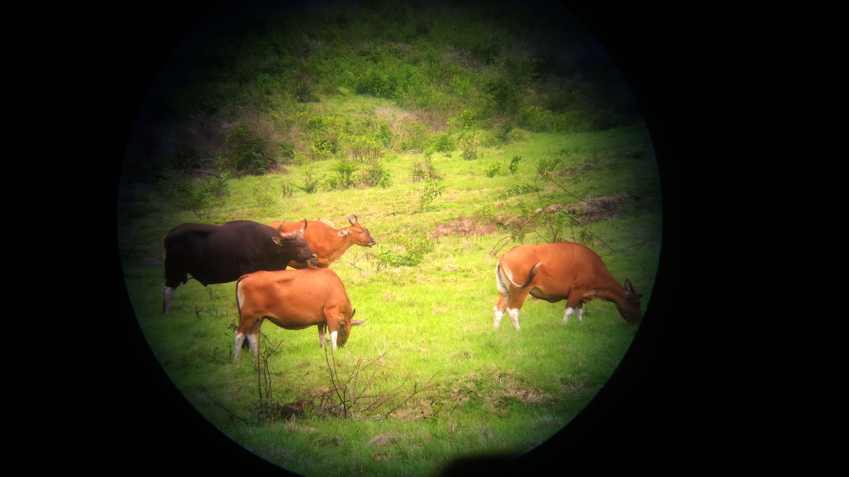 Anjing Hutan Di Tn Alas Purwo Mengancam Populasi Banteng
