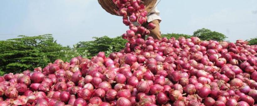 Harga Bawang Merah Diprediksi Normal pada Awal Tahun