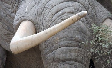 KLHK Bongkar Perdagangan Online Gading Gajah Senilai Ratusan Miliar klhk-bongkar-perdagangan-online-gading-gajah-senilai-ratusan-miliar
