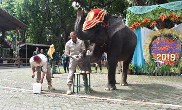 KBS Edukasi Pengetahuan dan Cara Merawat Gajah p-kbs-edukasi-pengetahuan-dan-cara-merawat-gajah-p