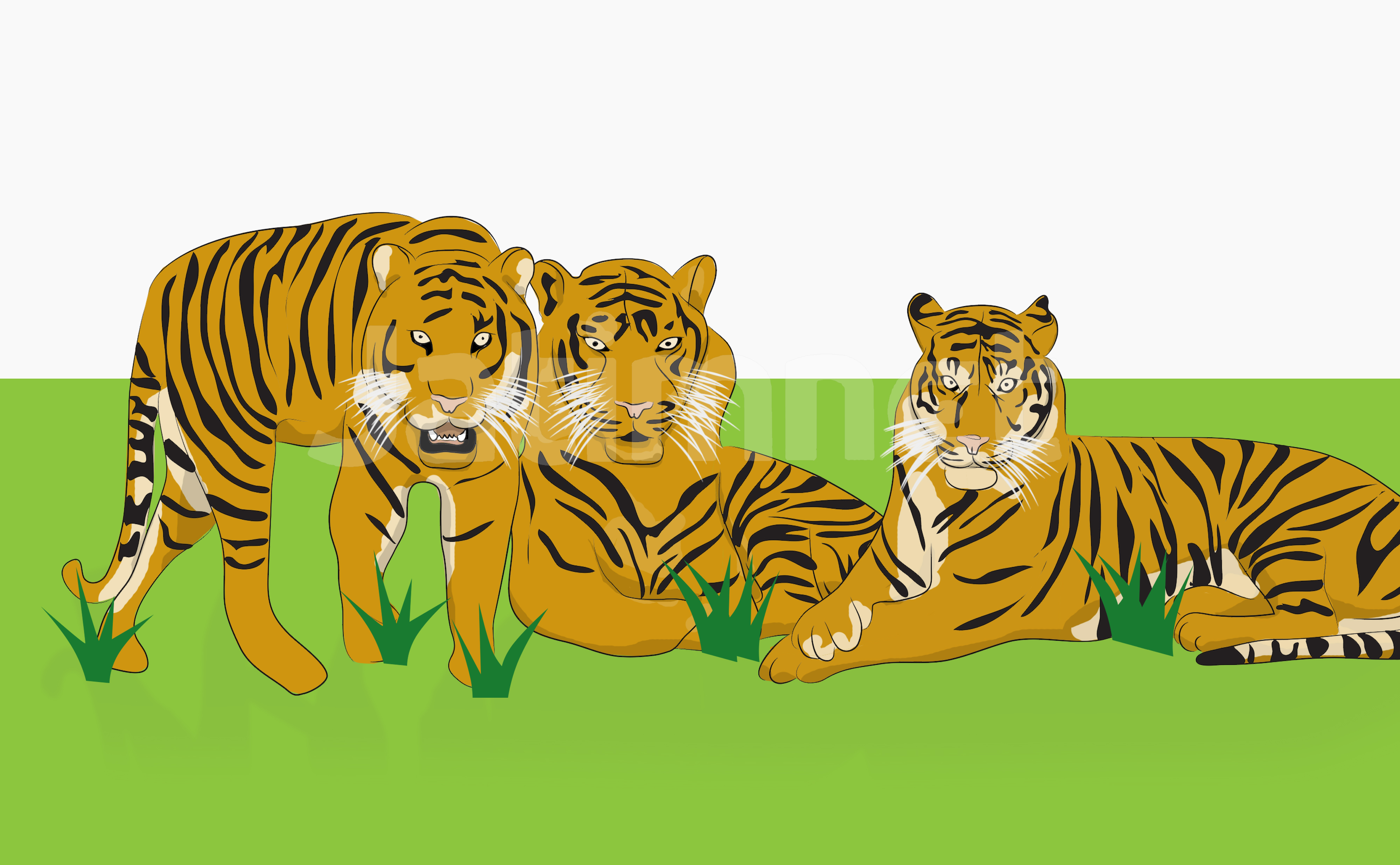 Penampakan Tiga Harimau Sumatra Bermain Di Hutan