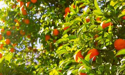 Puluhan Hektare Lahan Jeruk Magetan Kekeringan puluhan-hektare-lahan-jeruk-magetan-kekeringan