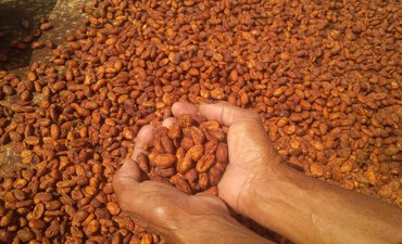 Kemenperin Pacu Produktivitas Perkebunan Kakao Melalui Industri 4.0 kemenperin-pacu-produktivitas-perkebunan-kakao-melalui-industri-4-0