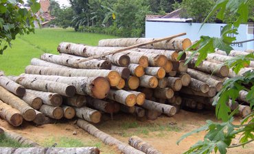 LSM Laporkan Pembalakan Kayu Sonokeling di Tulungagung lsm-laporkan-pembalakan-kayu-sonokeling-di-tulungagung