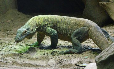 KLHK Wacanakan Penutupan Sementara TN Komodo klhk-wacanakan-penutupan-sementara-tn-komodo