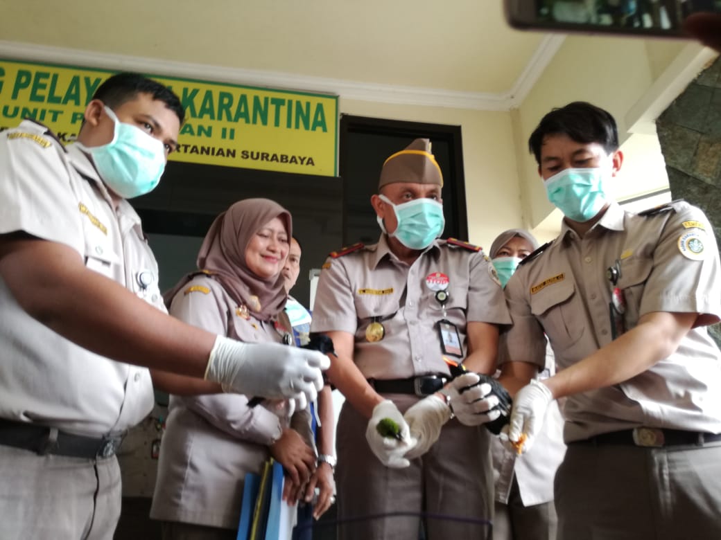 Ratusan Burung dari Balikpapan Ditahan BBKP Surabaya