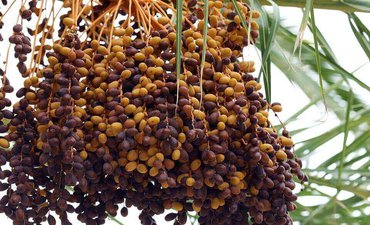 Begini Cara Khofifah Makan Kurma Ajwa begini-cara-khofifah-makan-kurma-ajwa