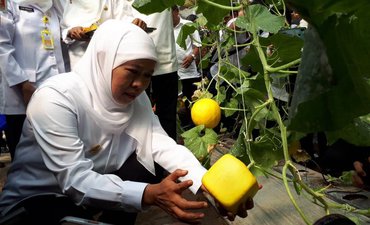 Khofifah Panen Melon Golden Langkawi Berbentuk Persegi di Sidoarjo khofifah-panen-melon-golden-langkawi-berbentuk-persegi-di-sidoarjo