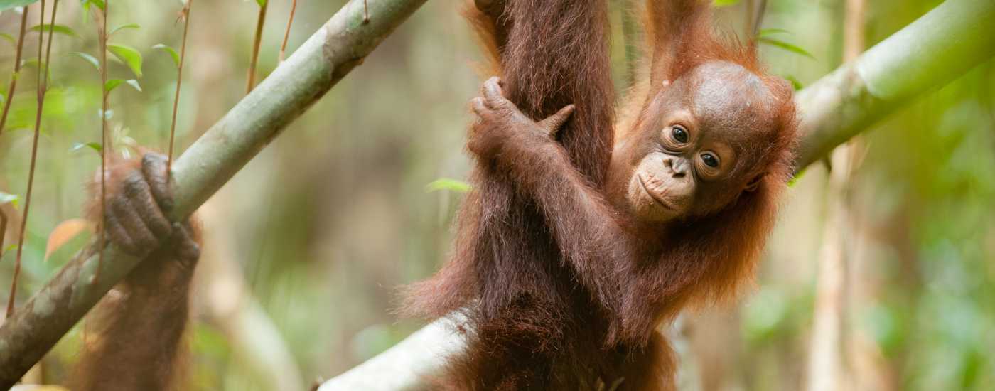 Spesies Langka di Kalteng Terancam Punah