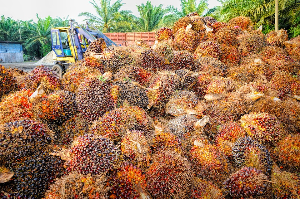 Indonesia Bikin Bensin dan LPG dari Sawit dengan <em>Co-Processing</em>