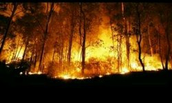 Hari Ini BPBD Tangani Kebakaran Lereng Gunung Panderman hari-ini-bpbd-tangani-kebakaran-lereng-gunung-panderman