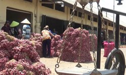 Panen Raya, Harga Bawang Merah di Probolinggo Anjlok panen-raya-harga-bawang-merah-di-probolinggo-anjlok