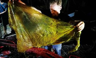 Paus Mati Keracunan 40 Kilogram Plastik di Filipina paus-mati-keracunan-40-kilogram-plastik-di-filipina