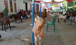 Kontes Kecantikan Kambing di Blitar Tingkatkan Kualitas Ternak kontes-kecantikan-kambing-di-blitar-tingkatkan-kualitas-ternak