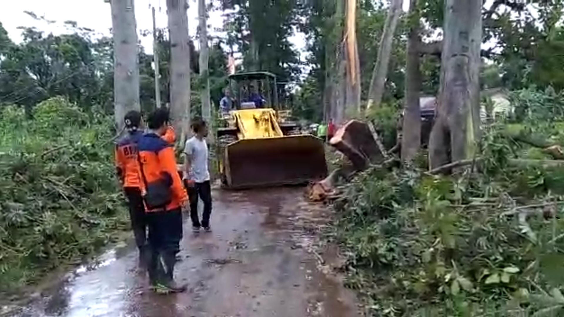 Tim Gabungan Kerahkan Alat Berat Bersihkan Pohon Tumbang
